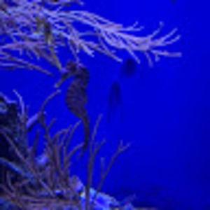 Meet your Posher, Darline